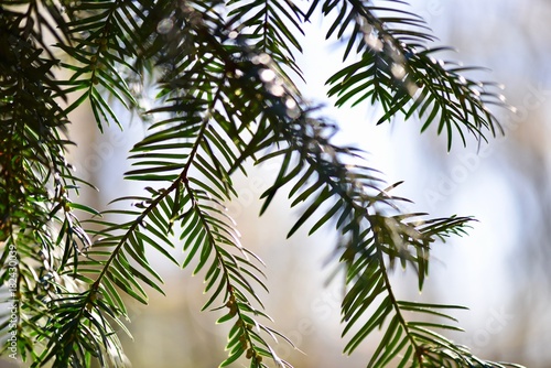 Wallpaper Mural Natale Torontodigital.ca