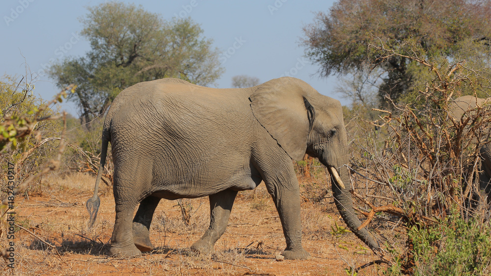 Fototapeta premium Elefante en el Parque Nacional Kruger, Sudáfrica