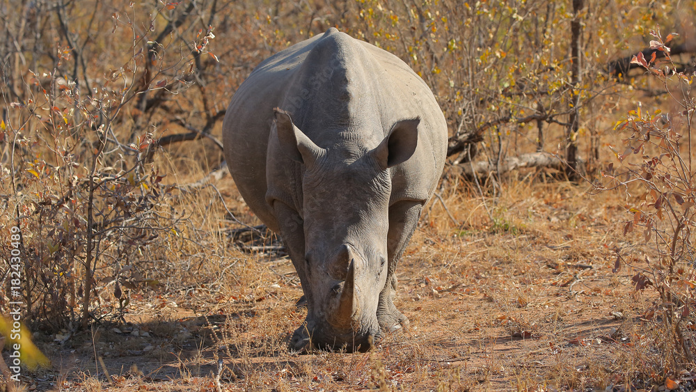 Rinoceronte en el Parque Nacional Kruger, Sudáfrica Rinoceronte en el Parque Nacional Kruger, Sudáfrica