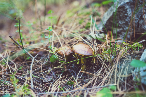 Wild Forest Mushrooms Near Rock Closeup