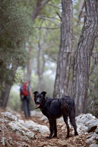 Woman and a dog hiking along long-distance footpath Lycian Way, Antalya, Turkey photo