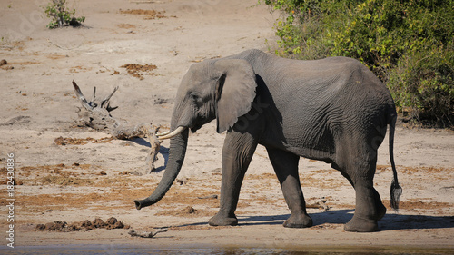 Elefante en el Río Cuando, Parque Nacional de Chobe, Botswana photo