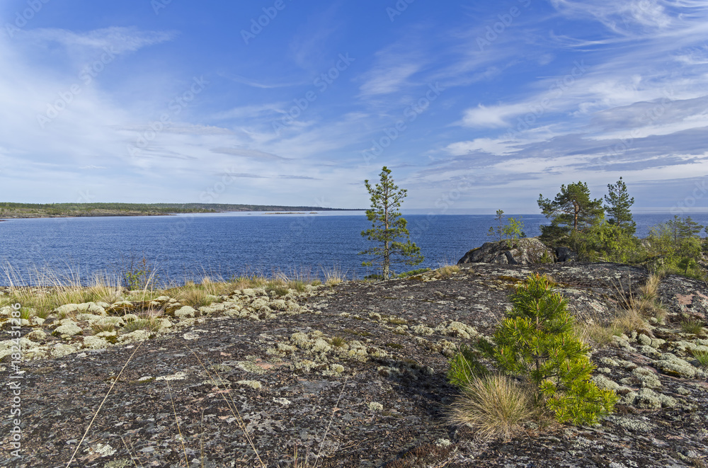 Small pines on the granite shore of Lake Ladoga.
