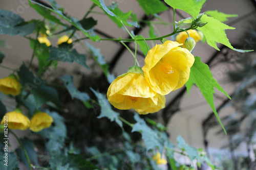 Abutilon yellow flower canary bird