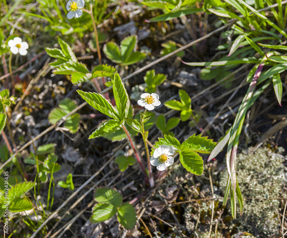 Fototapeta premium Flowering forest strawberries.