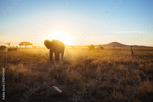 Elephant in Serengeti Silhouette