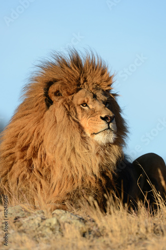 Fototapeta Naklejka Na Ścianę i Meble -  Different close up view of a lion head 