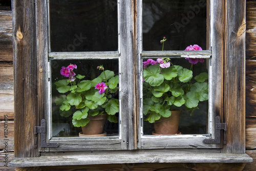 Geraniums in a window, Nowogrod, Biebrza National Park, Podlaskie Voivodeship, Poland photo