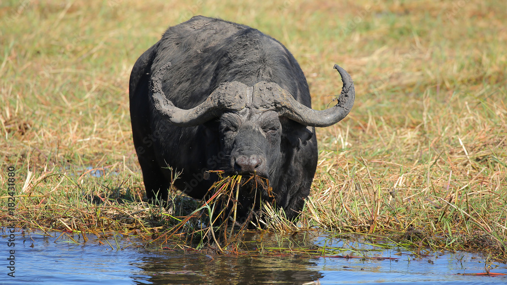 Búfalo en el Río Cuando, Parque Nacional de Chobe, Botswana Búfalo en el Río Cuando, Parque Nacional de Chobe, Botswana