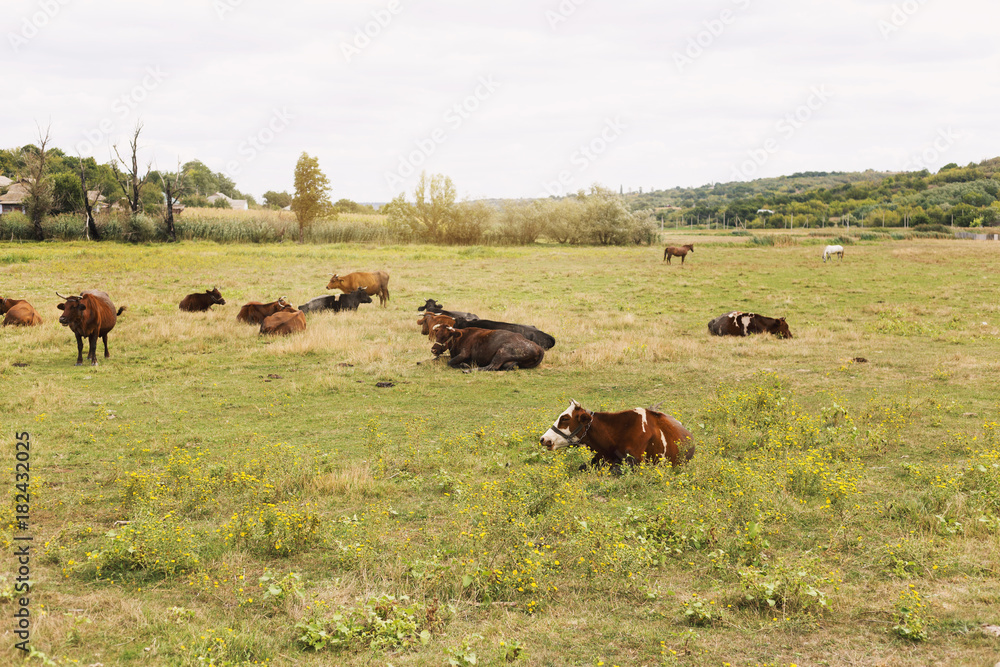 Herd of cows. Cows on the field Herd of cows. Cows on the field