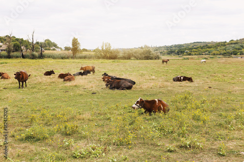 Herd of cows. Cows on the field