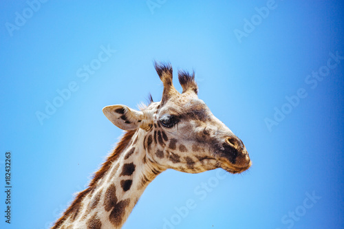 Photography Giraffe in Serengeti Close-up