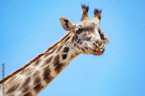 Photography Giraffe in Serengeti Close-up