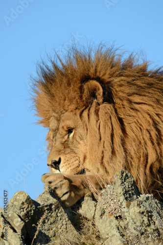 Different close up view of a lion head 
