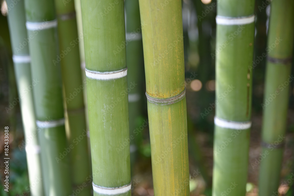 Bambous au jardin en été