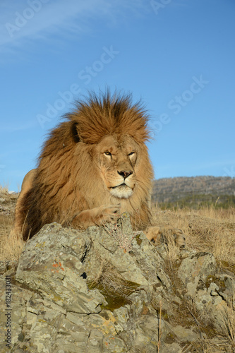 lion on rocks close up