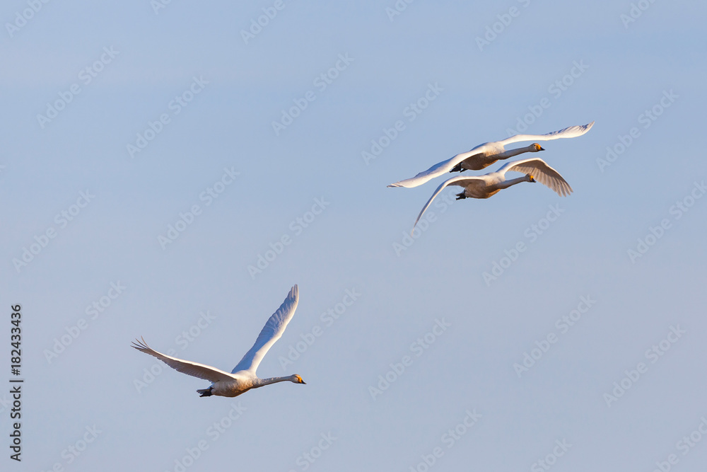 Obraz premium Whooper swans flying