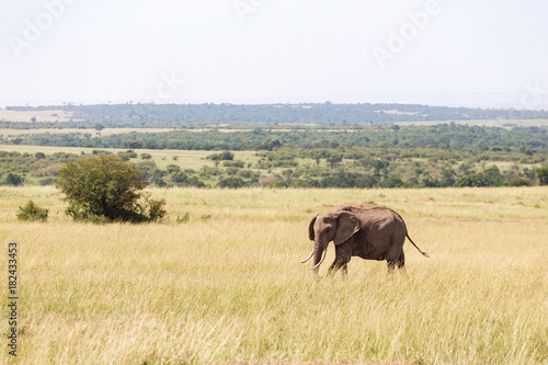 Alone Elephant walking in the savanna
