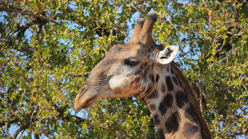 Cabeza de Jirafa en la Parque Nacional Kruger  Sud  frica