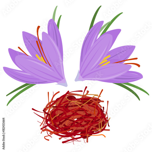 Saffron crocus flowers and threads. Vector illustration