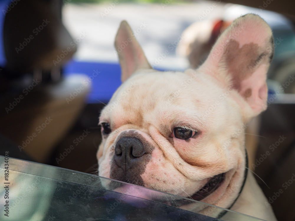 French bulldog animal is looking out from car window.