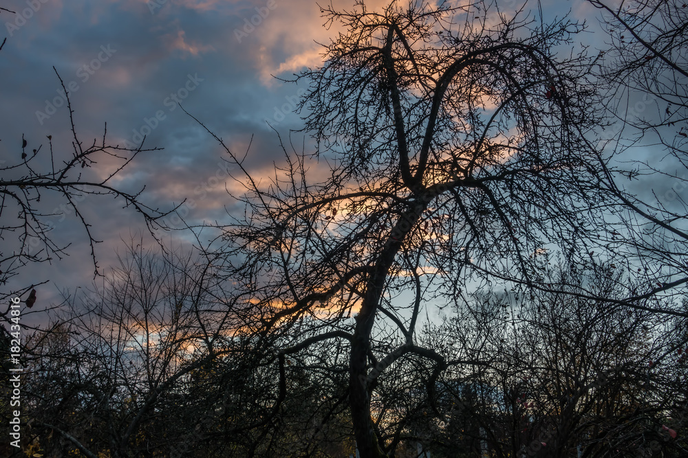 Bare Tree Silhouette Bare Tree Silhouette
