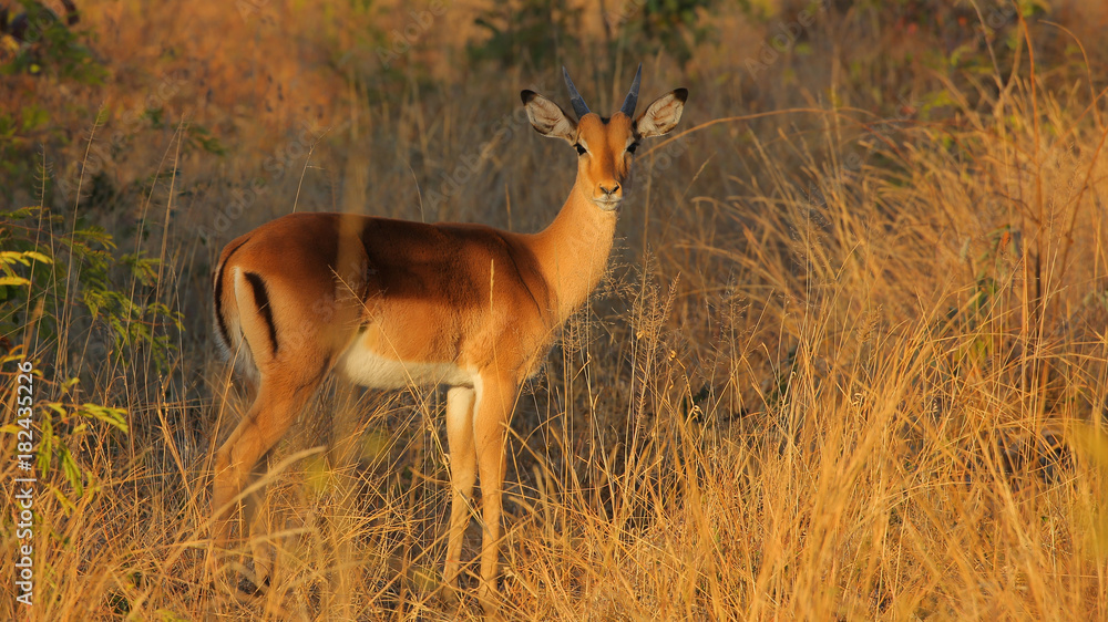 Impala en el Parque Nacional Chobe, Botswana Impala en el Parque Nacional Chobe, Botswana