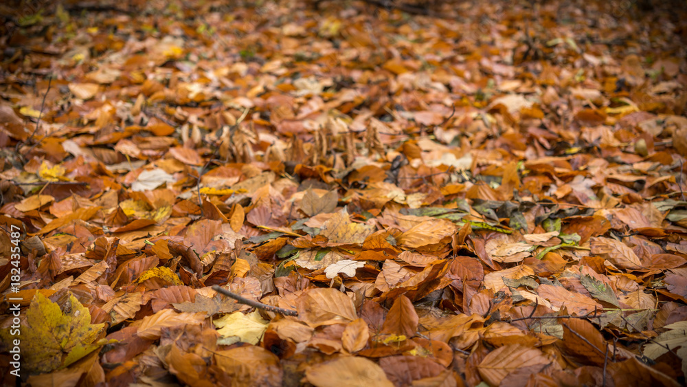 Falling leaves Falling leaves
