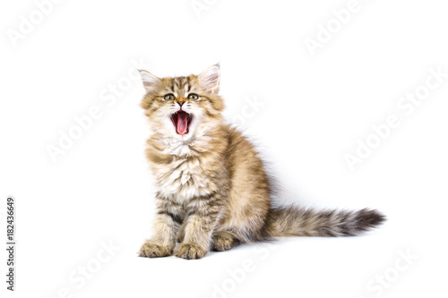 Fluffy British longhair cat isolated on a white background