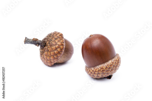 Ripe acorns isolated on a white background 