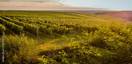 Vineyard sunrise bordeaux vineyard france Europe