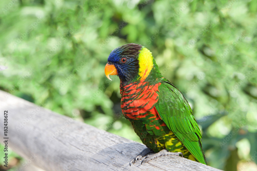 One Lorikeet sitting on a wood fence watching viewer. Lories and lorikeets are small to medium-sized arboreal parrots that eat nectar and soft fruits. Horizontal presentation. One Lorikeet sitting on a wood fence watching viewer. Lories and lorikeets are small to medium-sized arboreal parrots that eat nectar and soft fruits. Horizontal presentation.