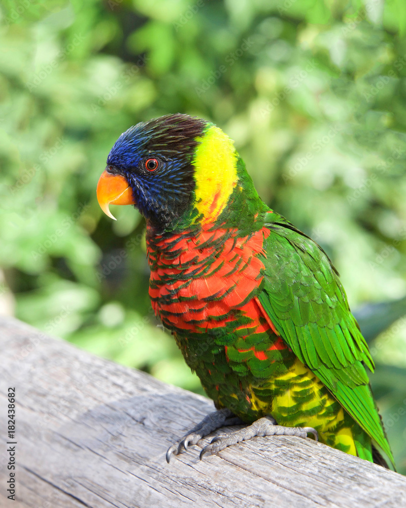 One Lorikeet sitting on a wood fence watching viewer. Lories and lorikeets are small to medium-sized arboreal parrots that eat nectar and soft fruits. Vertical presentation. One Lorikeet sitting on a wood fence watching viewer. Lories and lorikeets are small to medium-sized arboreal parrots that eat nectar and soft fruits. Vertical presentation.