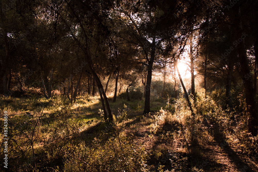 Obraz premium Forest landscape at sunset