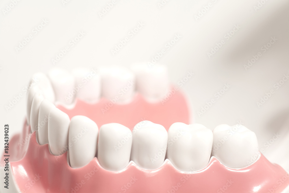 Fototapeta premium Generic dental human teeth model