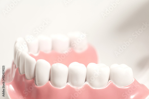Generic dental human teeth model photo