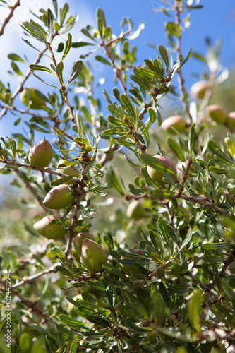 Argan nuts for producing argan oil growing on a tree, Essaouira, Morocco
