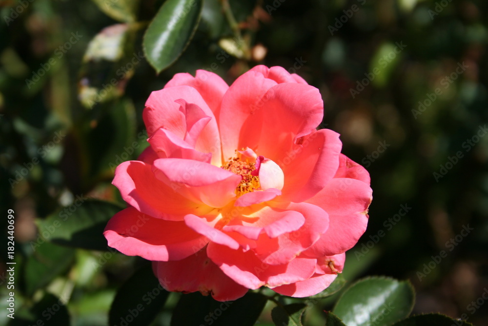 Rosa Rosa