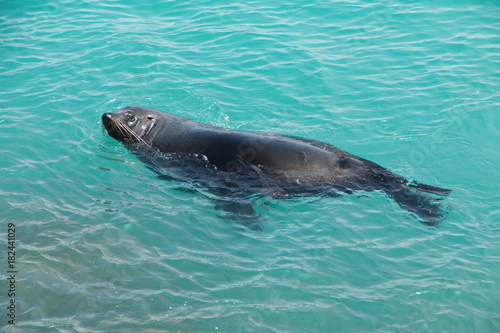 Seal in Lakes Entrance in Australia