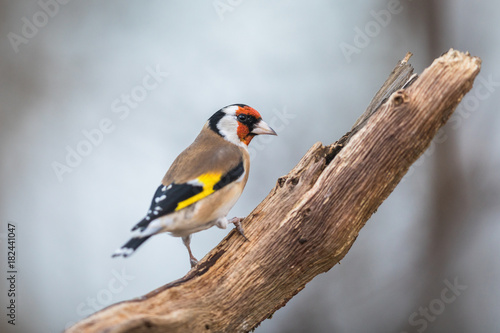 European goldfinch or goldfinch, Carduelis carduelis