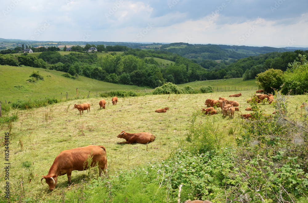 Limousin cattle grazing in a meadow