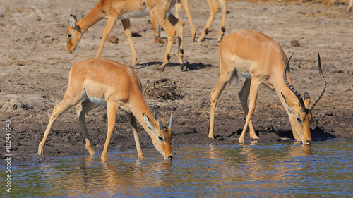 Impalas en el Parque Nacional Chobe  Botswana