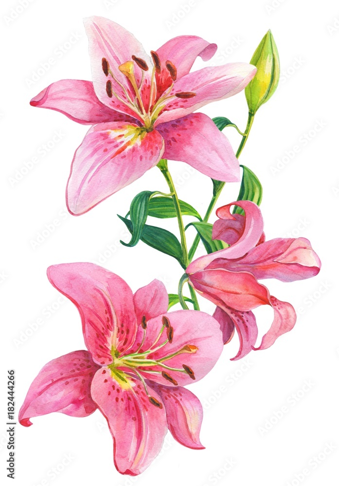 Pink lilies.Floral Illustration