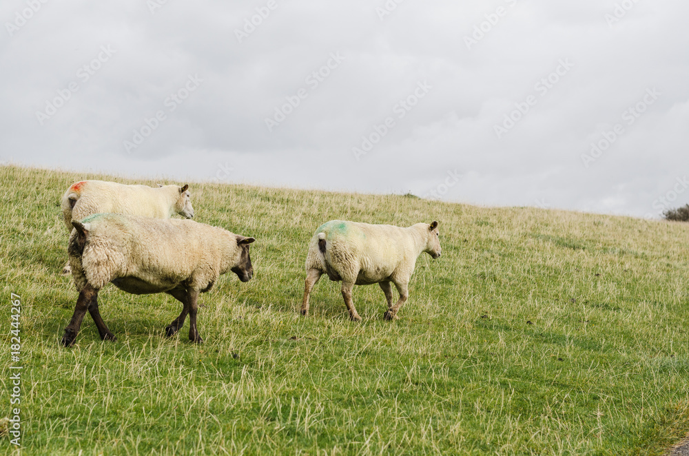 Schafe laufen nach rechts Schafe laufen nach rechts