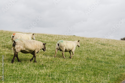 Schafe laufen nach rechts