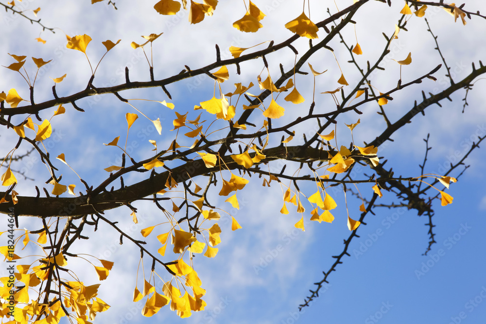 Ginkgo (Gingko biloba) im Herbst Ginkgo (Gingko biloba) im Herbst