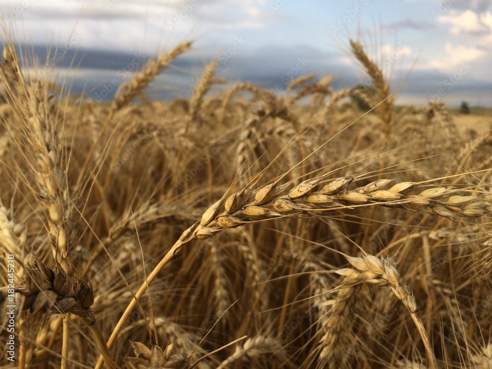 Fototapeta premium Noland1