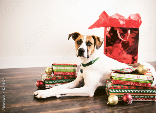 Fototapeta Naklejka Na Ścianę i Meble -  Christmas dog surrounded by presents