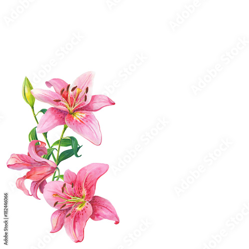 Pink lilies.Floral Watercolor flowers wreath