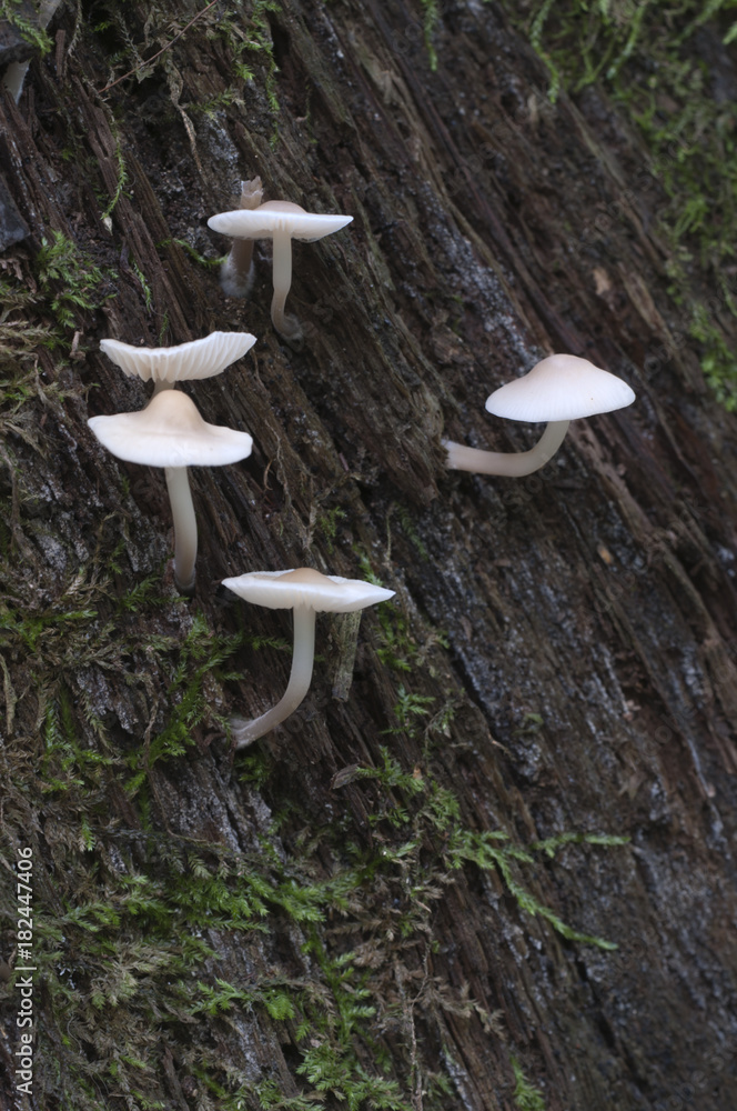 Fototapeta premium Mycena galericulata mushrooms